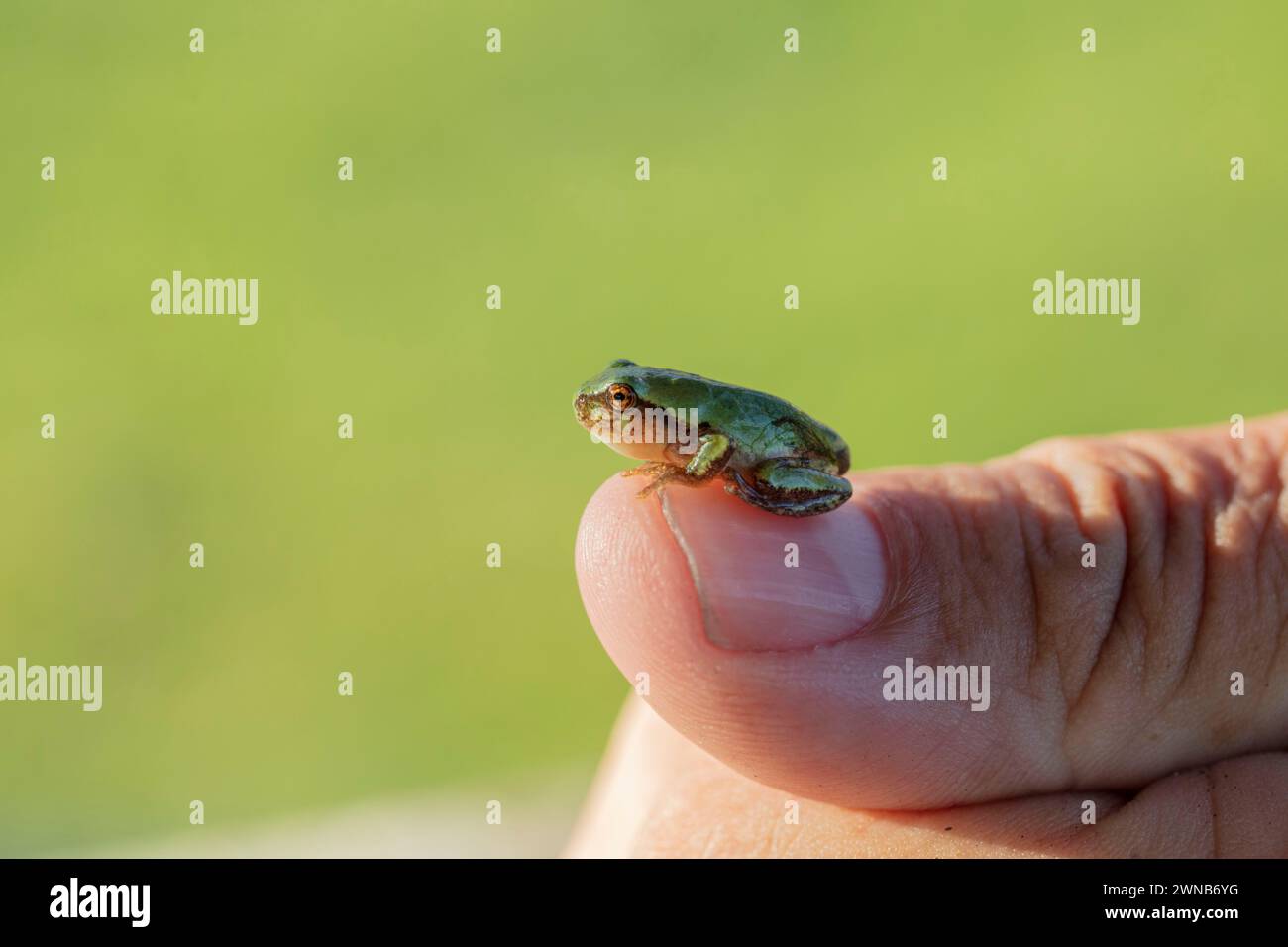 Il treefrog grigio (Hyla versicolor) è una rana nativa degli stati Uniti e del Canada Foto Stock