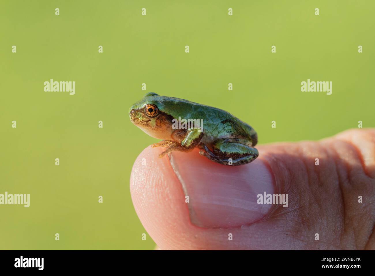 Il treefrog grigio (Hyla versicolor) è una rana nativa degli stati Uniti e del Canada Foto Stock
