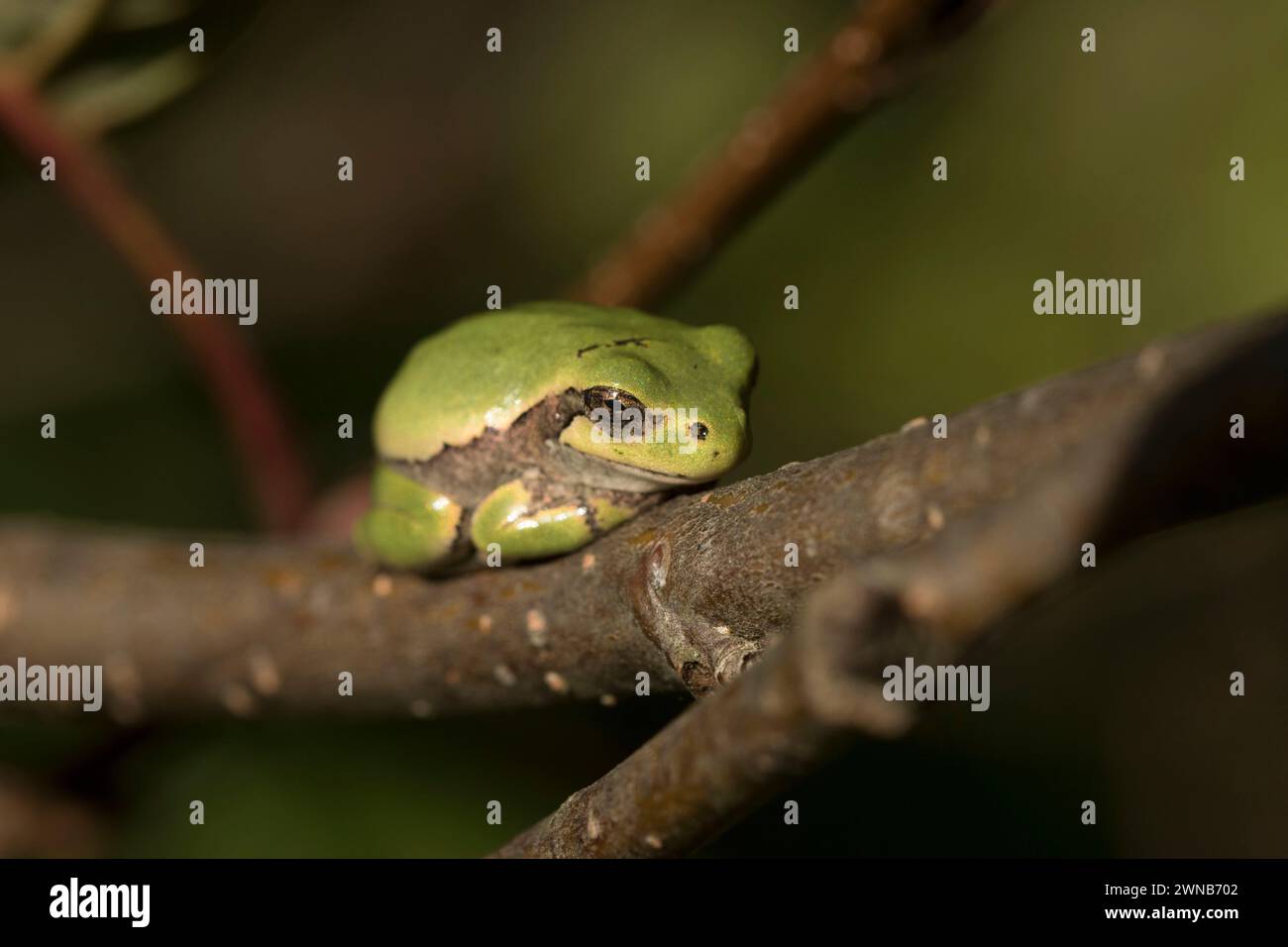 Il treefrog grigio (Hyla versicolor) è una rana nativa degli stati Uniti e del Canada Foto Stock