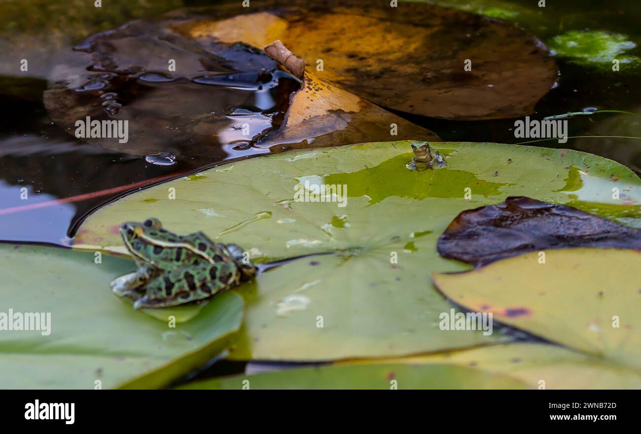 Il treefrog grigio (Hyla versicolor) è una rana nativa degli stati Uniti e del Canada Foto Stock