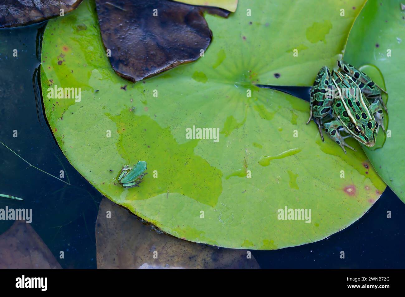 Il treefrog grigio (Hyla versicolor) è una rana nativa degli stati Uniti e del Canada Foto Stock