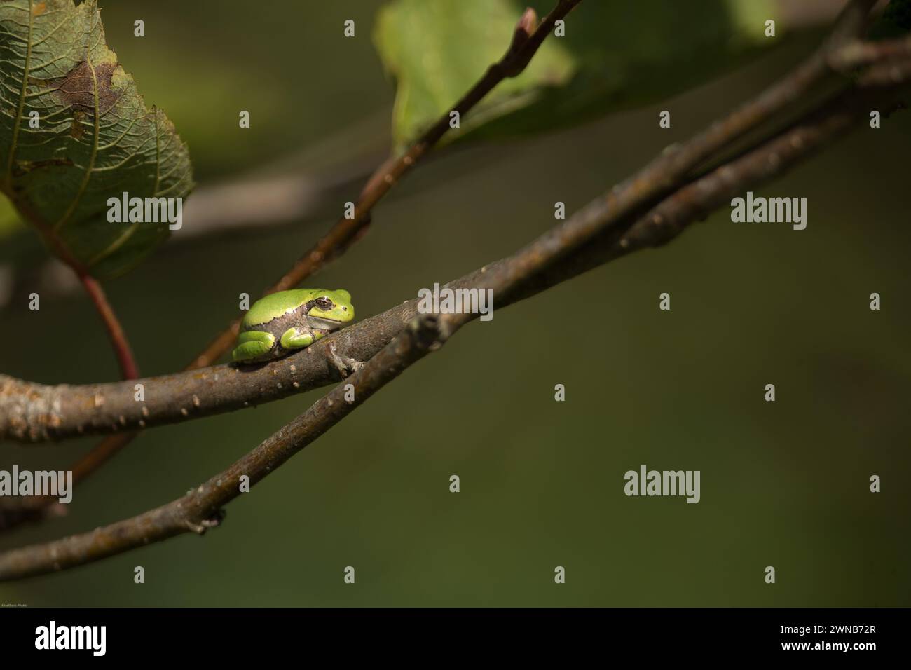 Il treefrog grigio (Hyla versicolor) è una rana nativa degli stati Uniti e del Canada Foto Stock