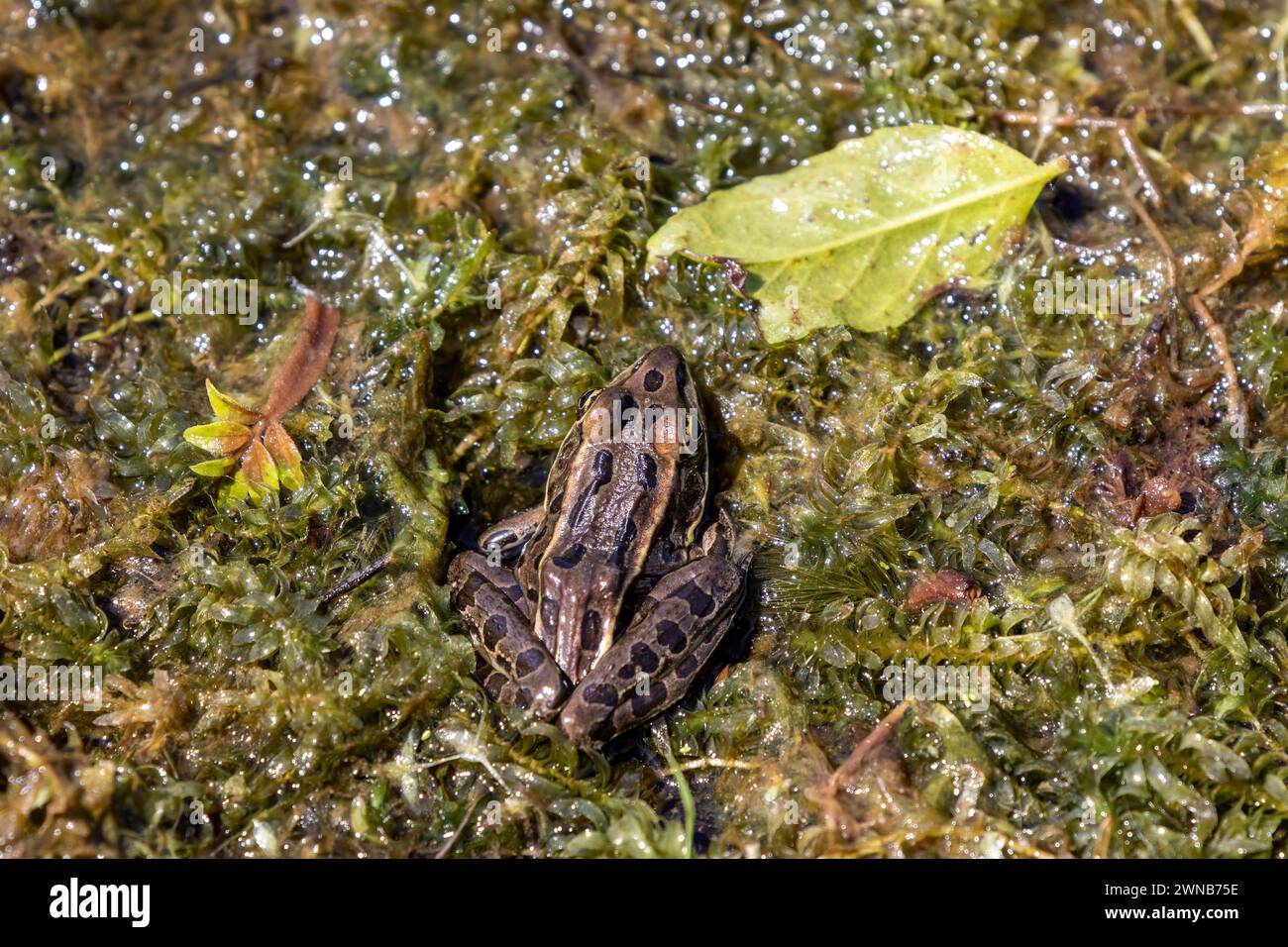 Le rane piccanti (Lithobates palustris) Pickerel sono l'unica rana velenosa originaria degli Stati Uniti. Foto Stock
