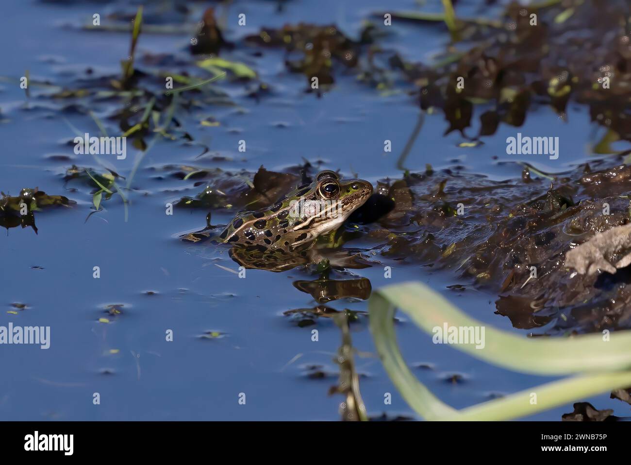 Le rane piccanti (Lithobates palustris) Pickerel sono l'unica rana velenosa originaria degli Stati Uniti. Foto Stock