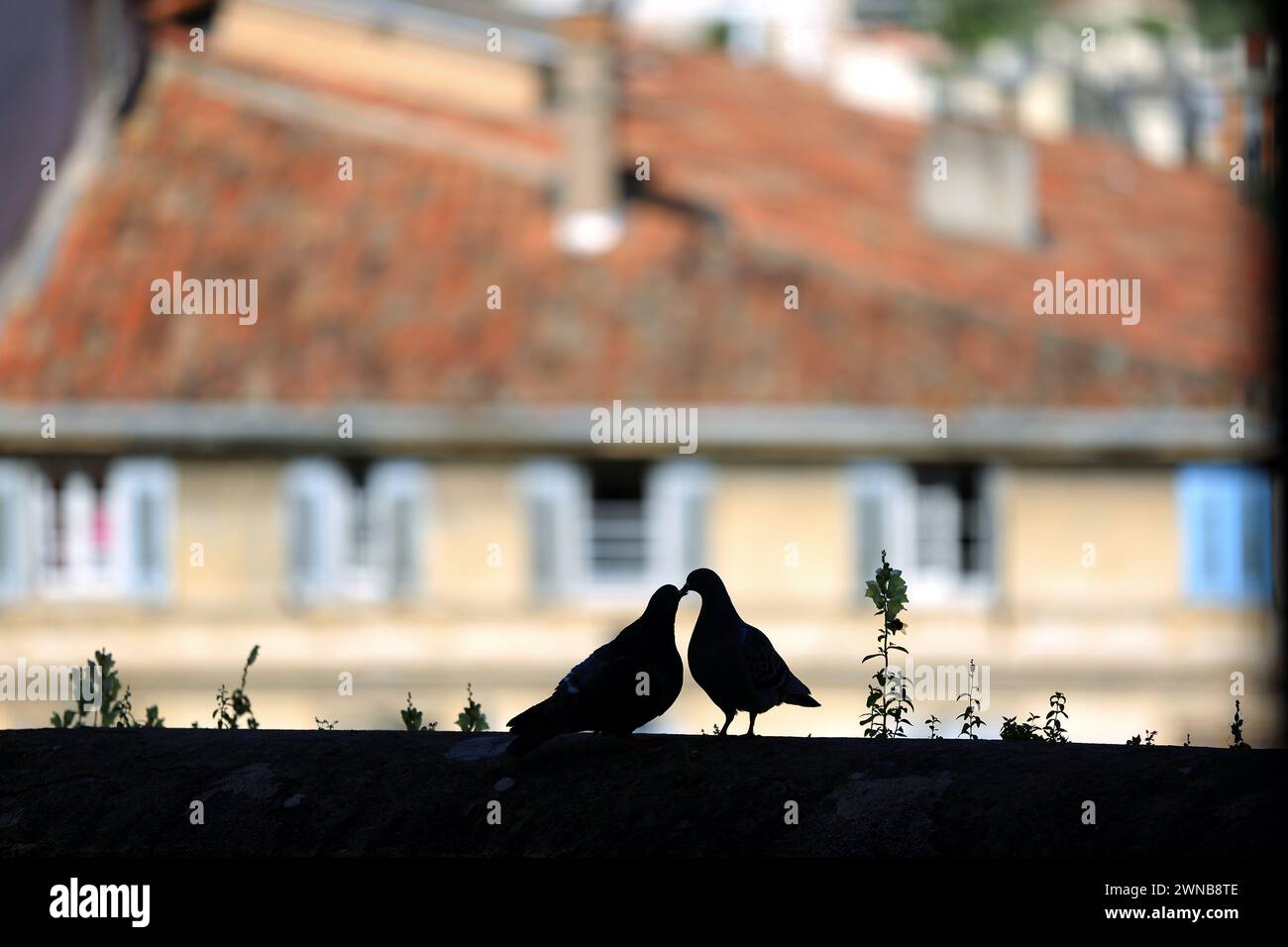 Foto divertente di Pigeon Kiss, Grasse, Alpes Maritimes, Costa Azzurra, Foto Stock