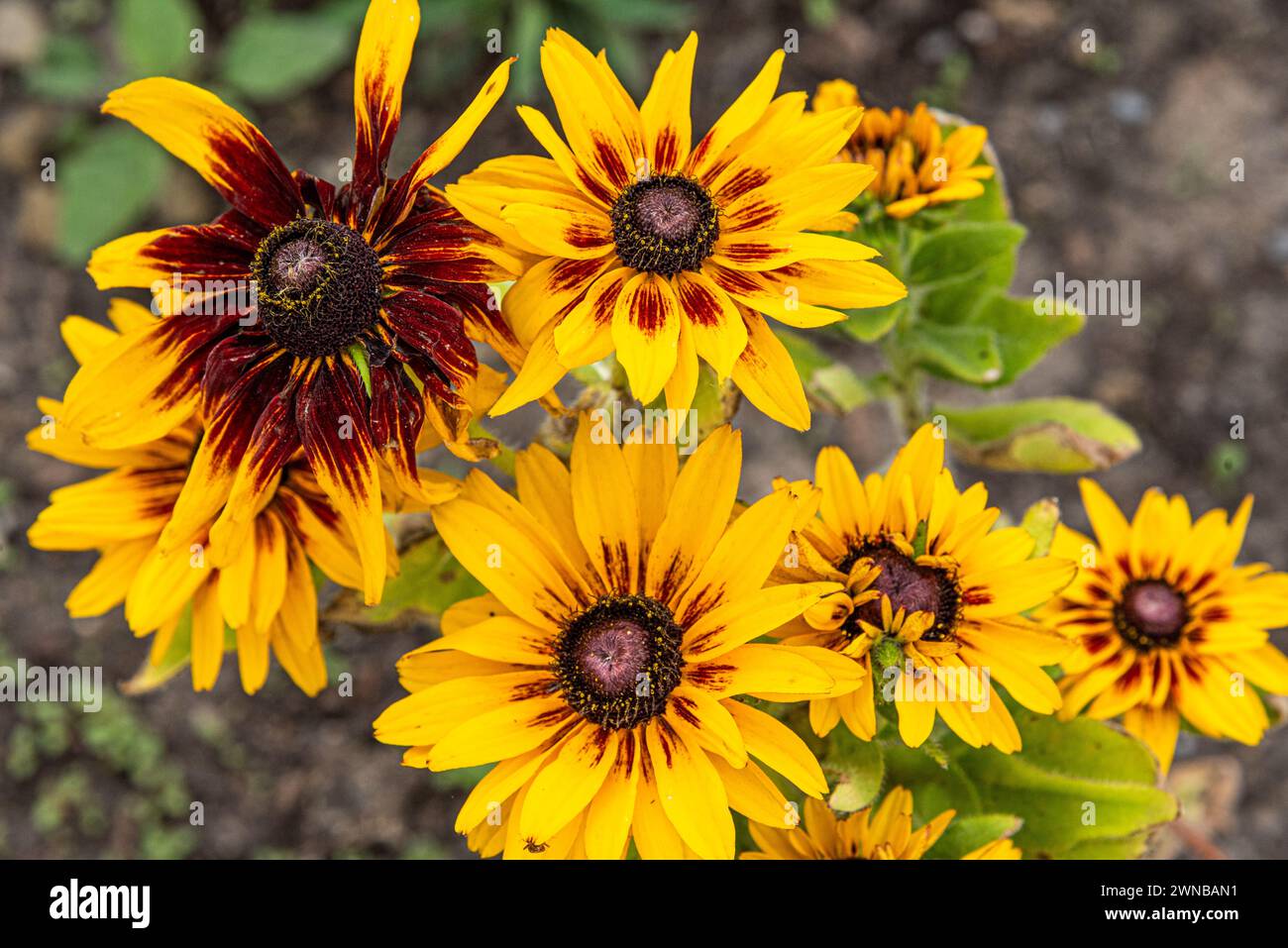 Helios Fiamma Girasoli (Helianthus annuus). Fiori selvatici di colore giallo brillante con foglie centrali rosse e Bordeaux. Foto Stock