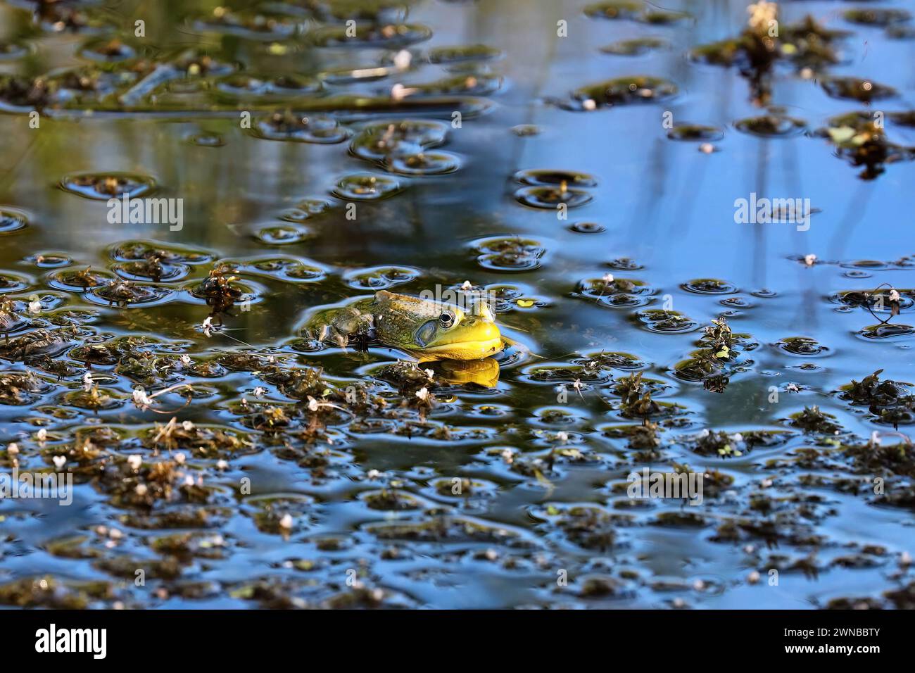 La rana verde (litobates clamitans) è una specie di rana originaria del Nord America orientale Foto Stock