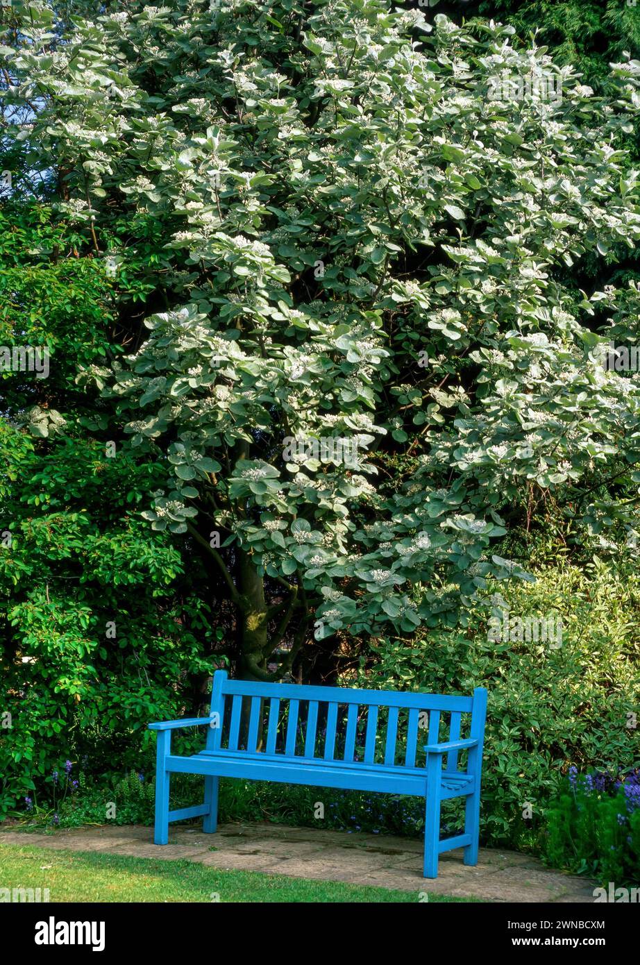 Sorbus 'Mitchellii' (Whitebeam) / Sorbus 'John Mitchell' / Sorbus thibetica 'John Mitchell' con panchina dipinta di blu nel giardino inglese, Inghilterra, Regno Unito Foto Stock