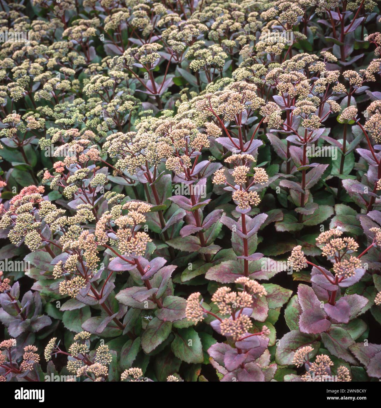Stonecrop 'Matrona' / sedum 'Matrona' / Sedum telephium 'Matrona' in fiore in estate nel giardino inglese, Inghilterra, Regno Unito Foto Stock