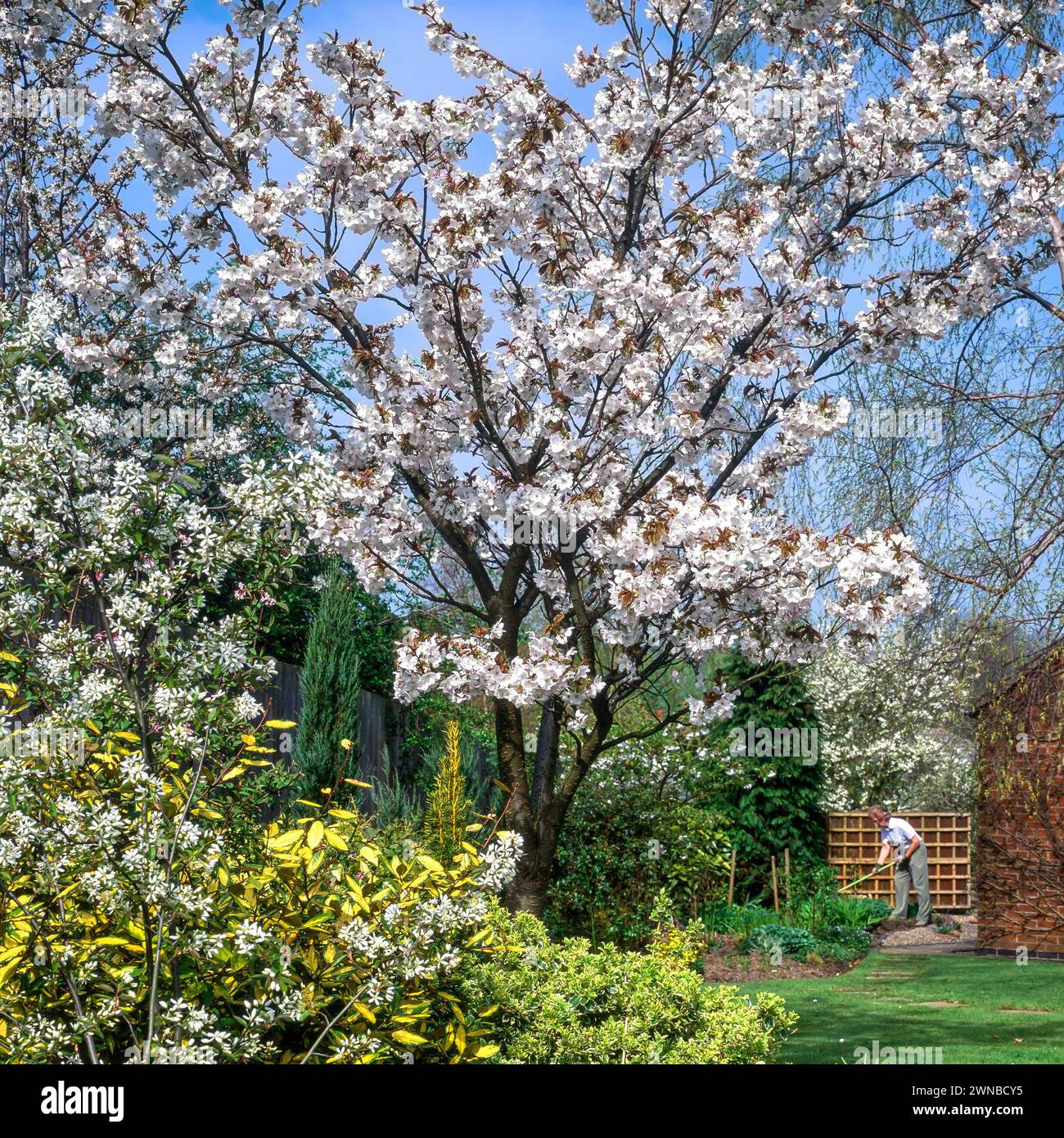 Giardinaggio femminile con il grazioso Prunus Tai Haku grande fiore di ciliegio bianco in primavera, Leicestershire, Inghilterra, Regno Unito Foto Stock