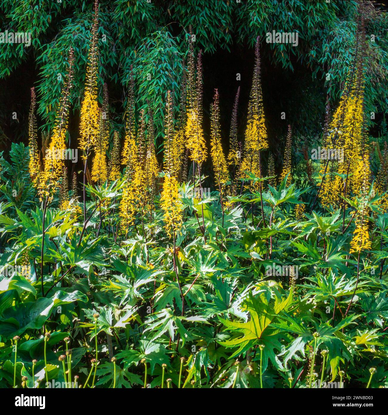 Fiori di colore giallo brillante e vegetazione verde di Ligularia przewalskii "Golden Ray" (senecio przewalskii) che cresce nel giardino inglese, Inghilterra, Regno Unito Foto Stock