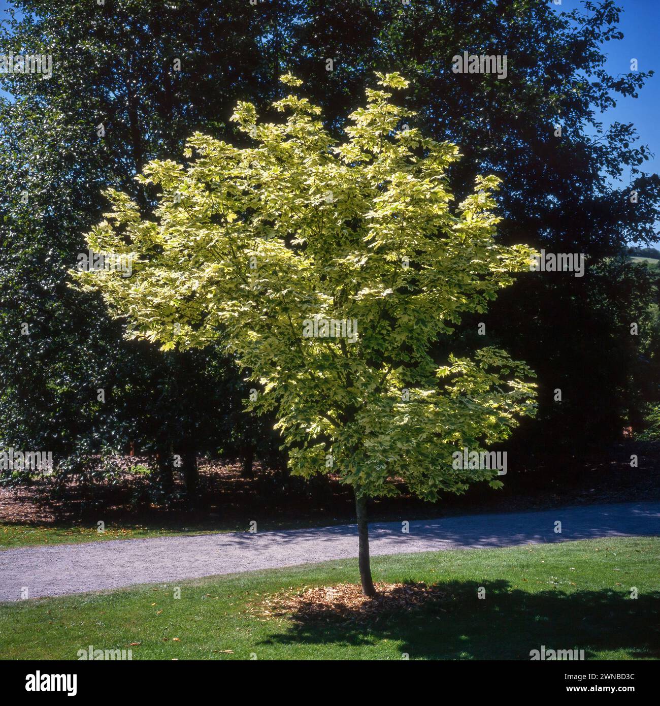 Un piccolo albero d'acero norvegese (Acer platanoides "Drummondii") che cresce nei Rosemoor Gardens RHS a luglio negli anni '1990, Great Torrington, Devon, Inghilterra, Regno Unito Foto Stock
