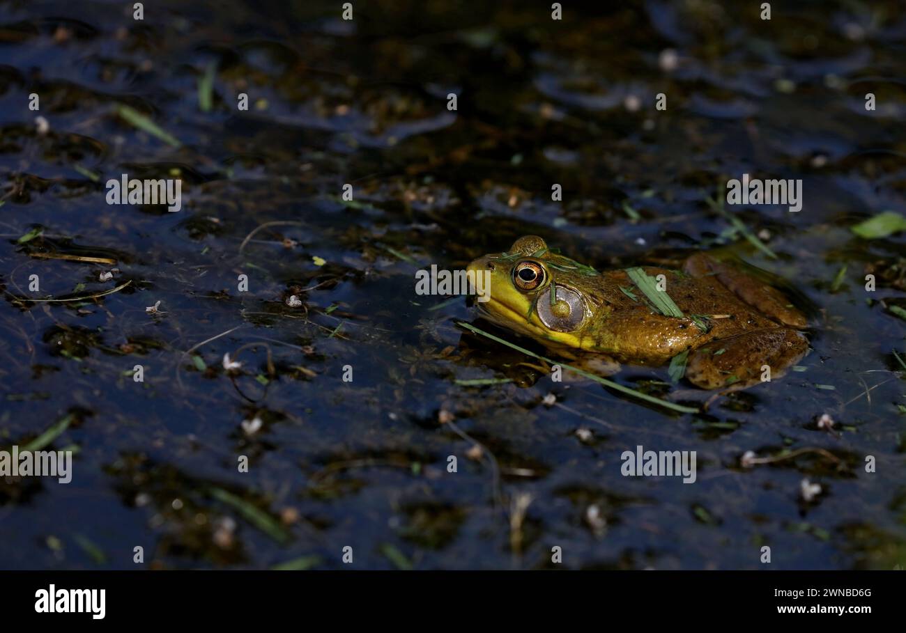 La rana verde (litobates clamitans) è una specie di rana originaria del Nord America orientale Foto Stock