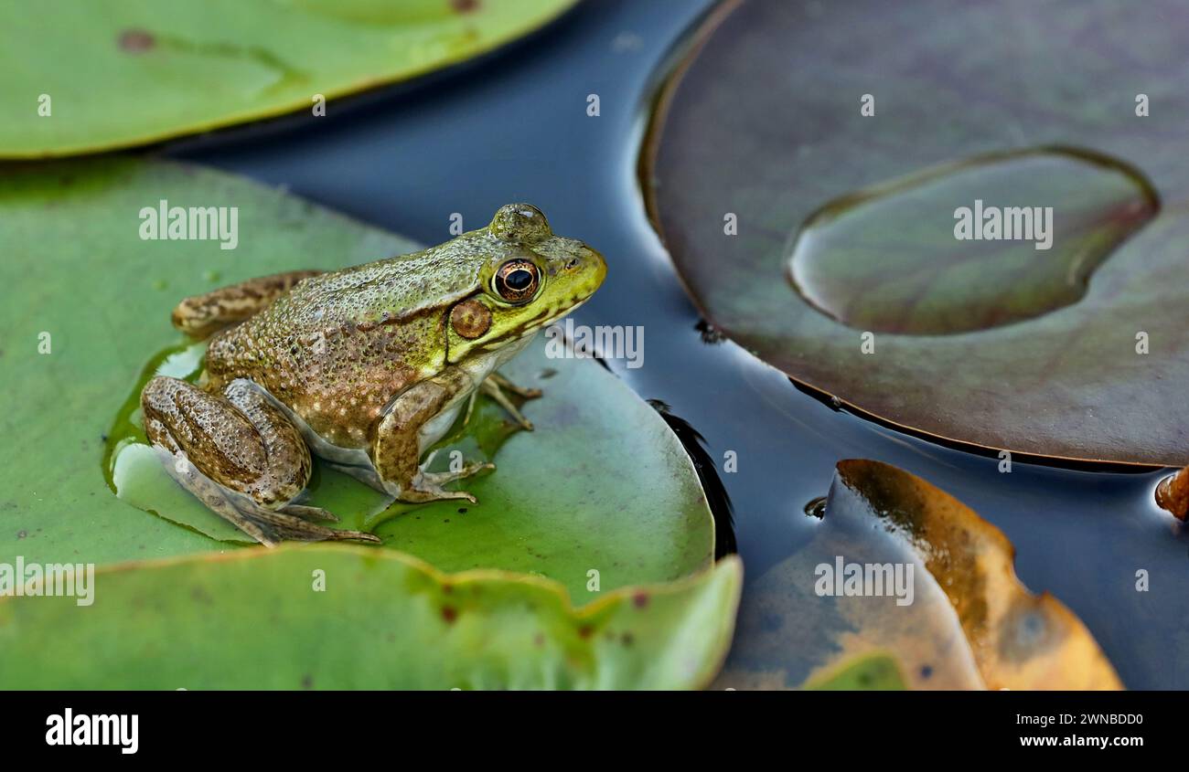 La rana verde (litobates clamitans) è una specie di rana originaria del Nord America orientale Foto Stock