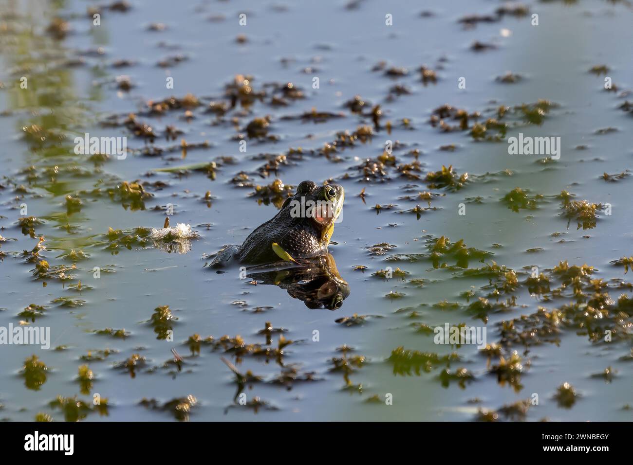 La rana verde (litobates clamitans) è una specie di rana originaria del Nord America orientale Foto Stock