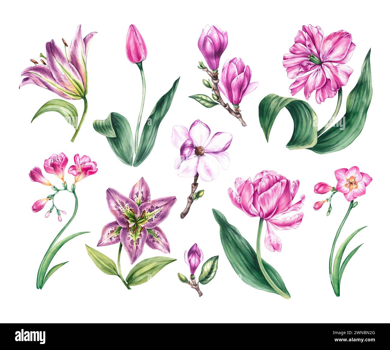 Collezione di acquerelli di fiori viola e rosa isolati. Tulipani, freesie, gigli, magnolie su sfondo bianco per la progettazione di carte, Foto Stock