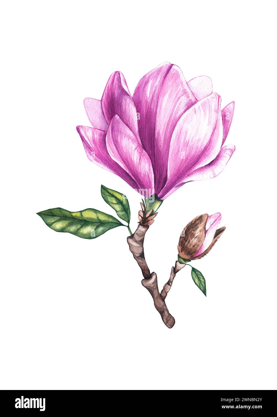 Acquerello magnolia su una diramazione. Acquerello magnolia isolato su sfondo bianco per la progettazione di biglietti, inviti, imballaggi, tessuti, sfondi e Foto Stock