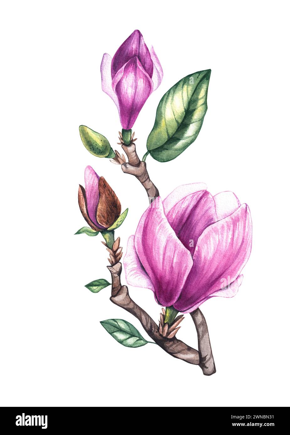 Acquerello magnolia su una diramazione. Acquerello magnolia isolato su sfondo bianco per la progettazione di biglietti, inviti, imballaggi, tessuti, sfondi e Foto Stock