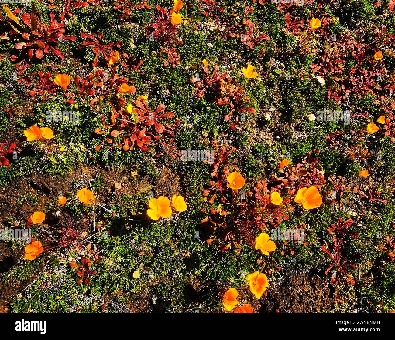 Papaveri e muschio della California Foto Stock