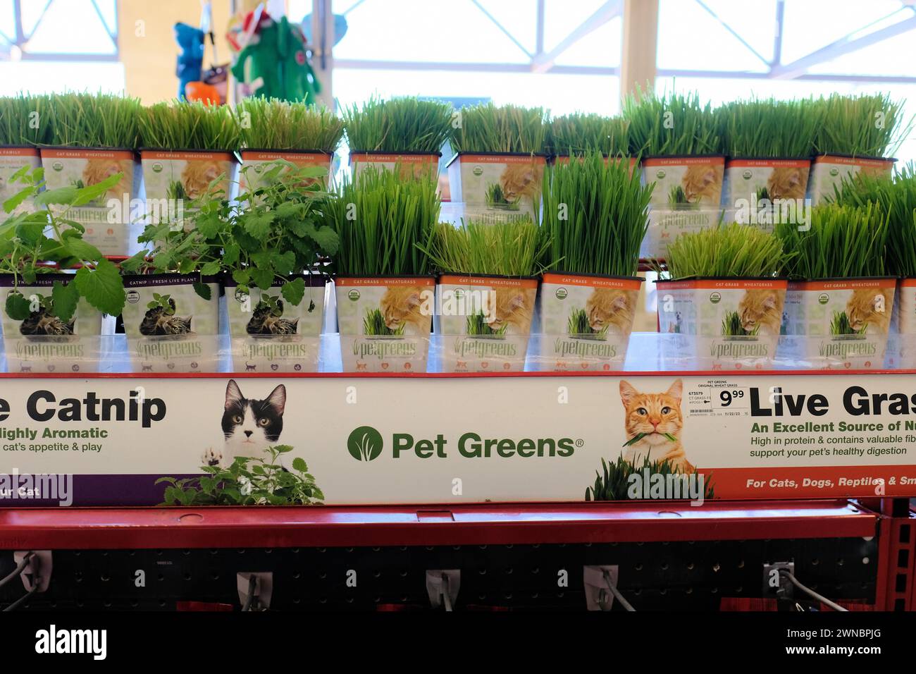 PET Greens è una pianta viva per il benessere dei gatti, nutrizione in un negozio di alimenti per animali: Gatto (Nepeta cataria) e erba graminacea (Triticum aestivum); erba gatta. Foto Stock