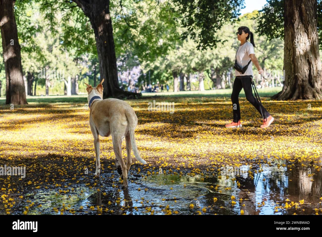 Una donna con occhiali da sole e abbigliamento sportivo lancia un bastone al suo cane, godendosi un momento di gioco nel parco. Foto Stock