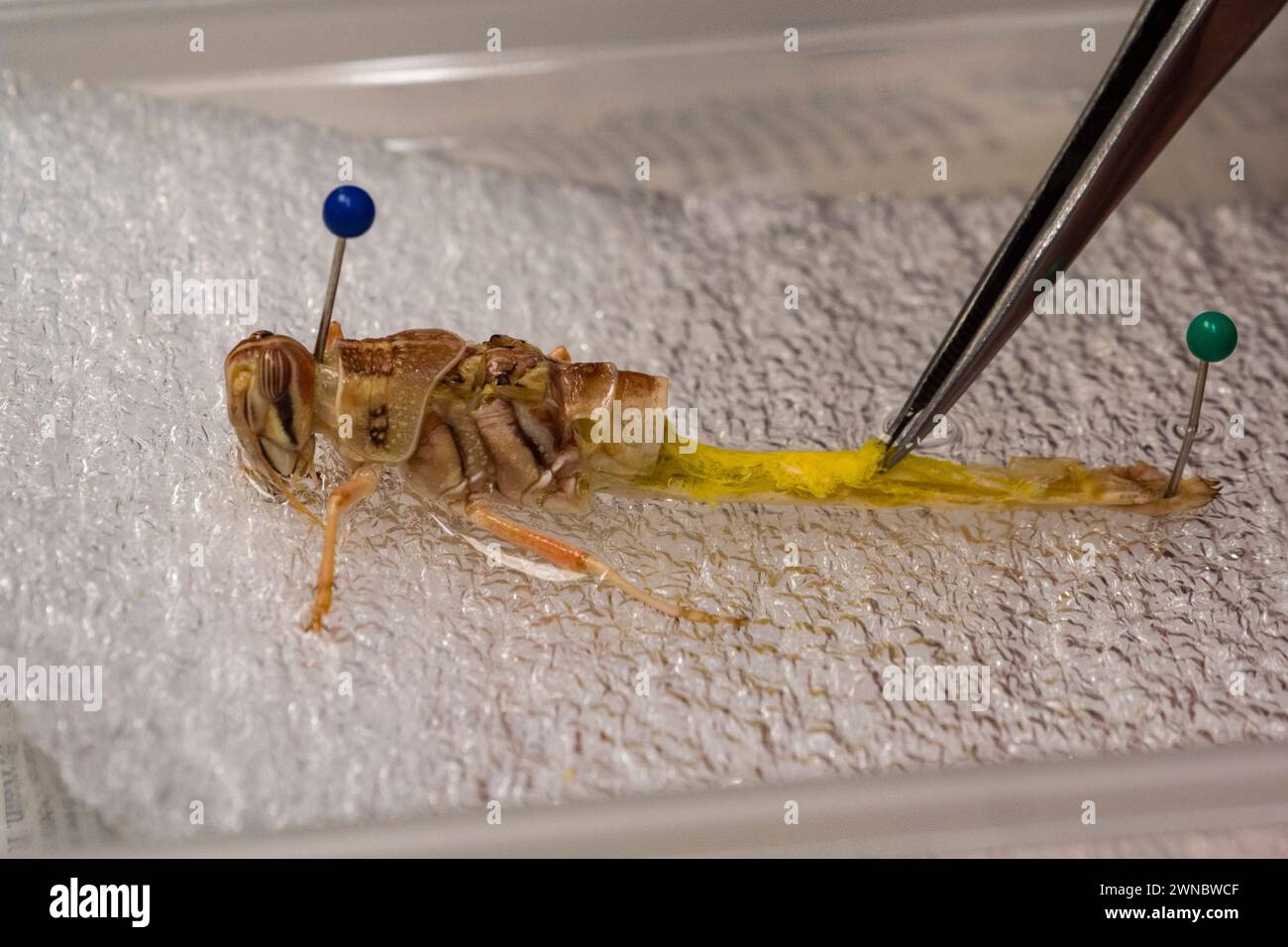 Esaminare una locusta del deserto (Schistocerca gregaria) dopo la dissezione (esaminando il sistema di scambio del gas) in una scuola secondaria britannica. Foto Stock