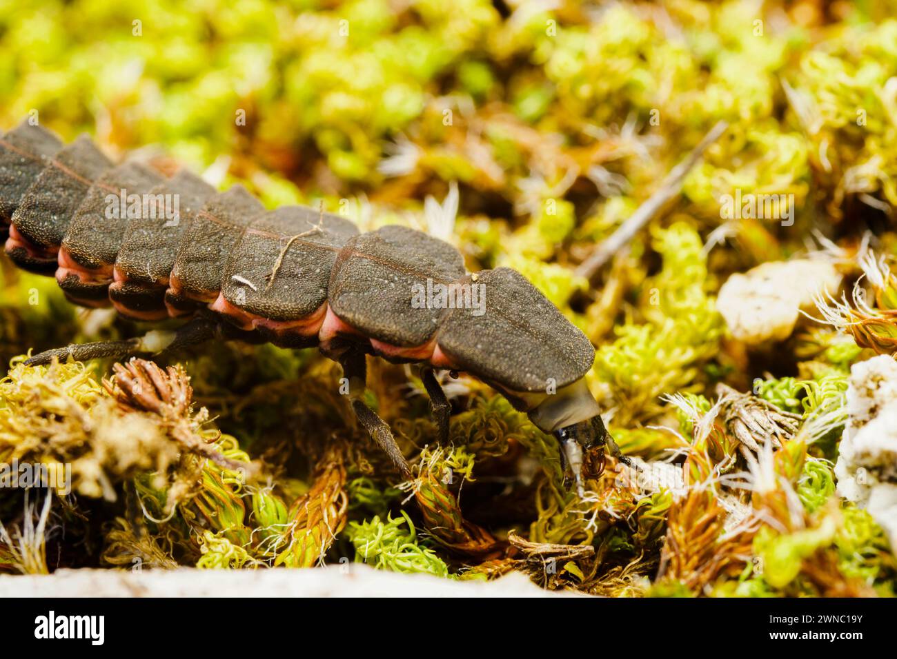 larva di firefly su muschio lampyris noctiluca Foto Stock