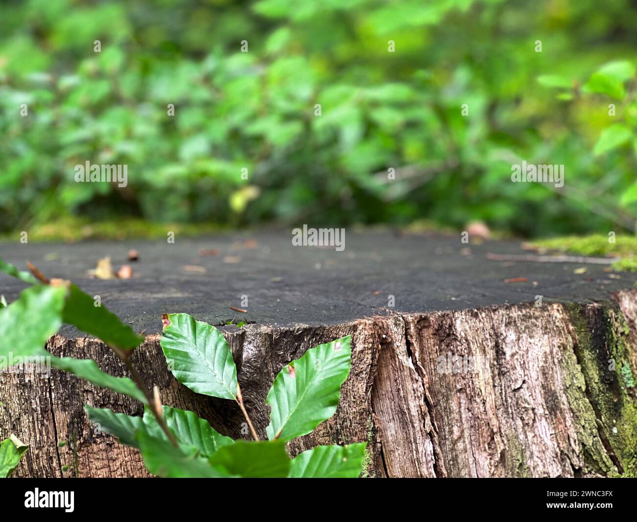 Tavolo vuoto in legno all'aperto nella foresta con foglie verdi sfocate sullo sfondo Foto Stock
