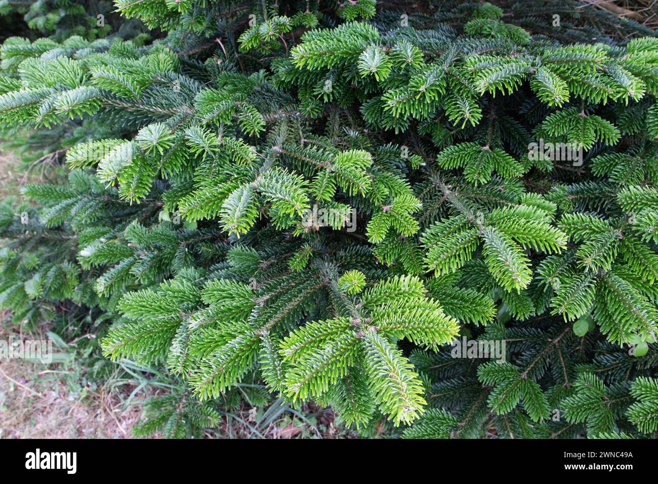 Fraser abete verde glaucous scuro. Banchi di conifere Abies fraseri. Pianta sempreverde con balsamo. Tipo ago, foglie con due S bianche argentee Foto Stock