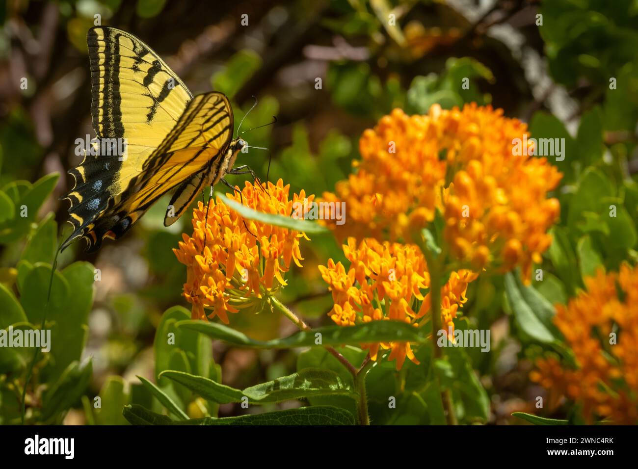 Tiger Swallowtail Butterfly Lands sul Bright Orange Butterfly Milkweed a Zion Foto Stock