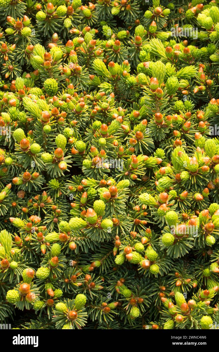 Abete bianco (Picea glauca), Oregon Garden, Silverton, Oregon Foto Stock