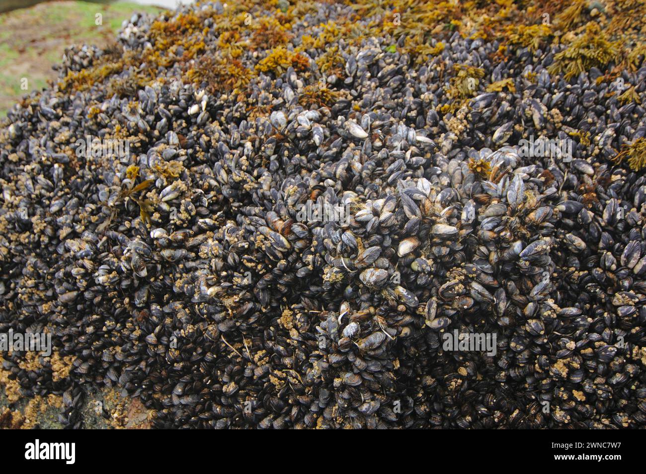 Muscoli cibo commestibile su rocce nella zona intertidale sulla spiaggia di shi shi shi, parco nazionale olimpico dello stato di washington, stati uniti Foto Stock