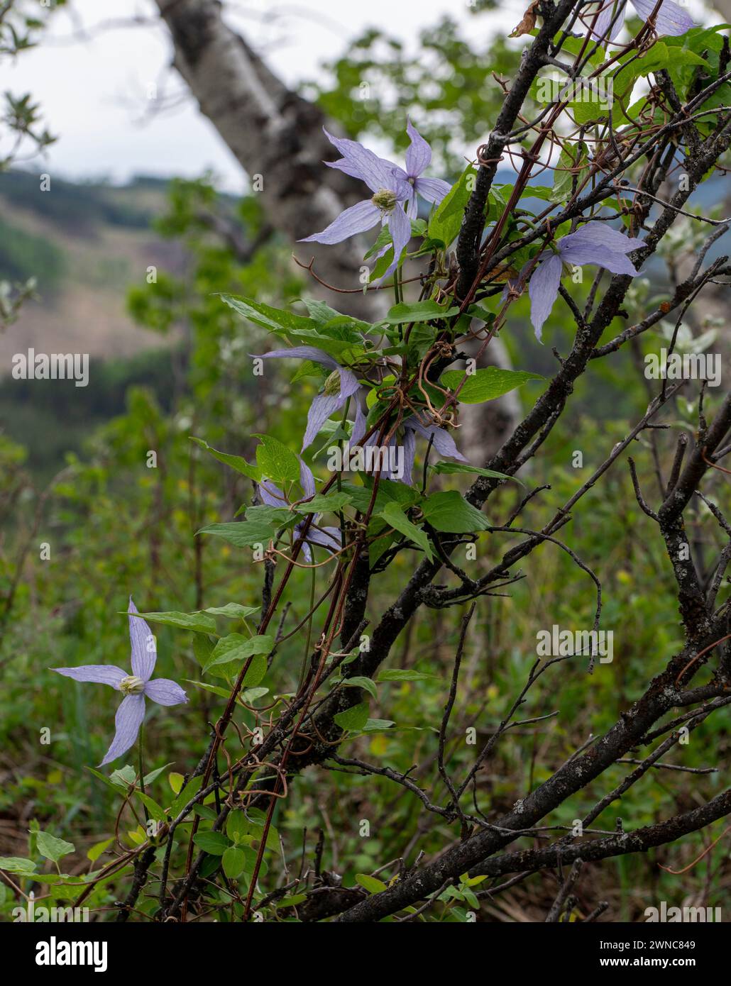 WESTERN Blue Virginsbower (Clematis Occidentalis), AKA Purple Clematis, Sandy McNabb Provincial Park, ,Alberta, Canada, Foto Stock