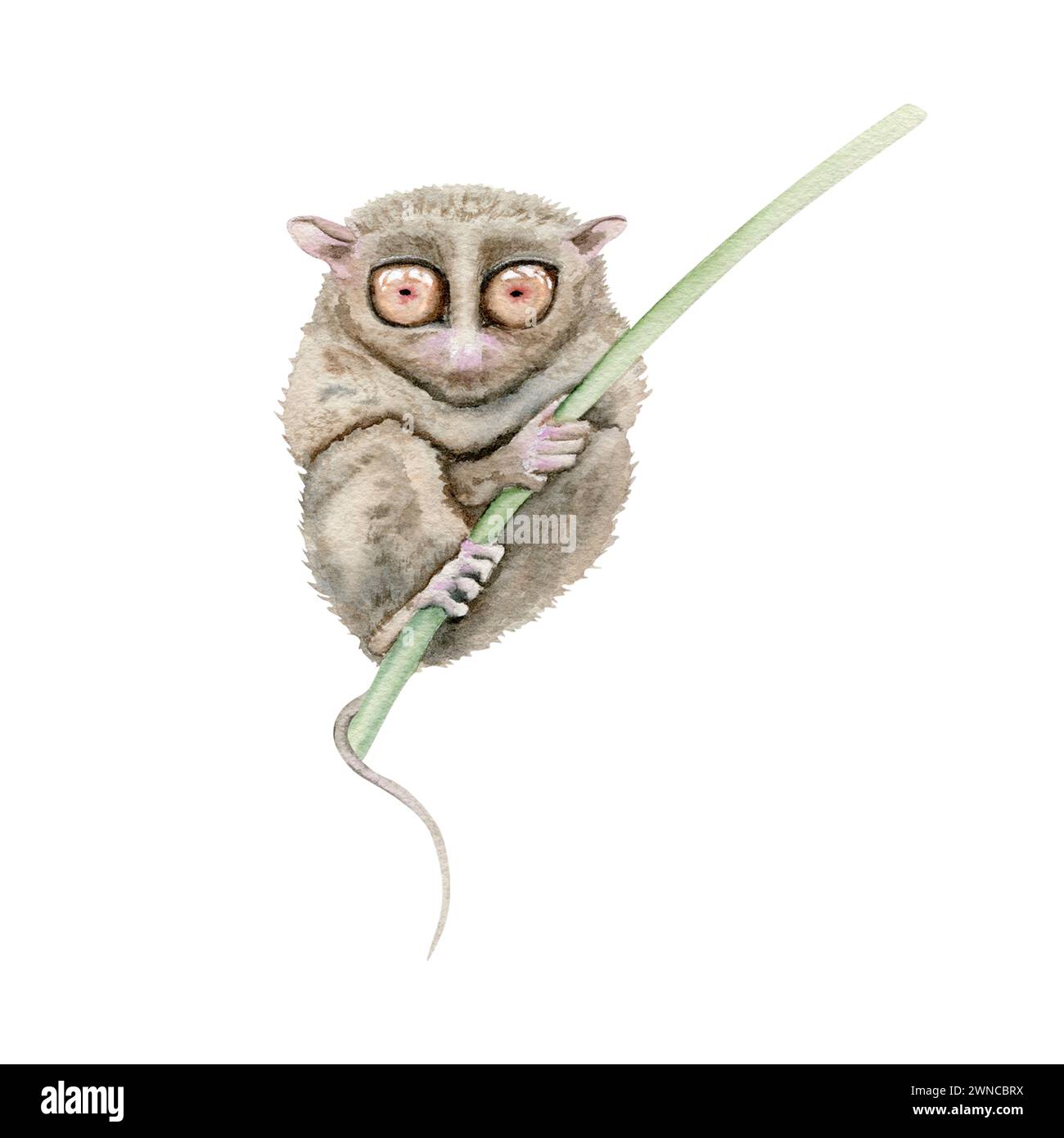 Tarsier. Elemento illustrazione acquerello isolato su sfondo bianco. Dipinto dipinto a mano di animali notturni indigeni delle Filippine in pericolo di estinzione di Bohol Foto Stock