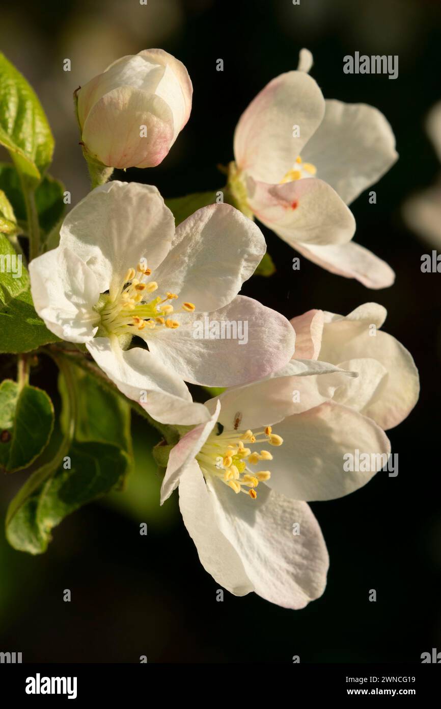 Albero da frutta bloom, EE Wilson Area faunistica, Oregon Foto Stock