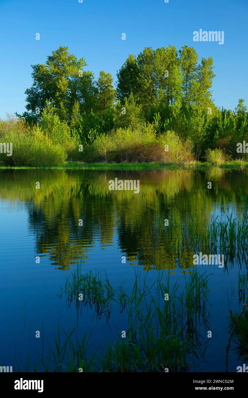 Laghetto per la pesca, EE Wilson Wildlife area, Oregon Foto Stock