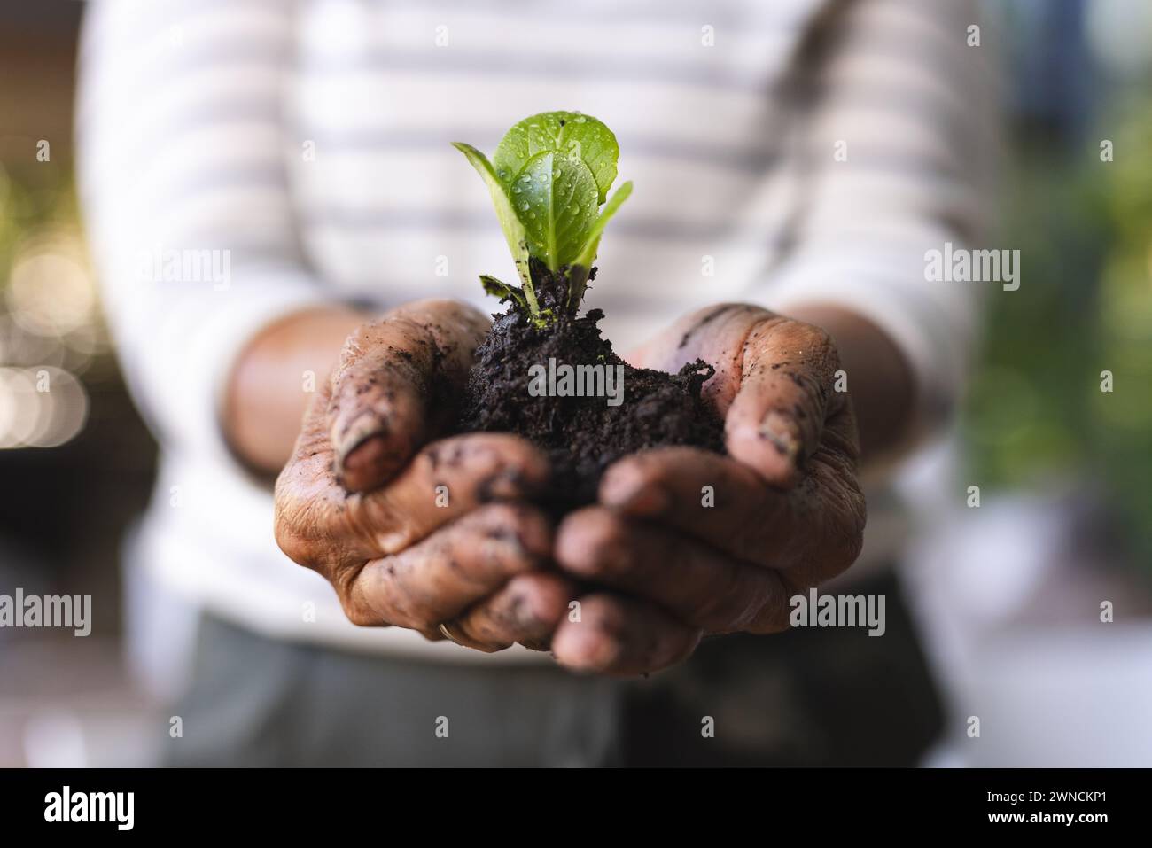 Le mani cullano una giovane pianta che germoglia dal suolo, simboleggiando la crescita e la cura Foto Stock