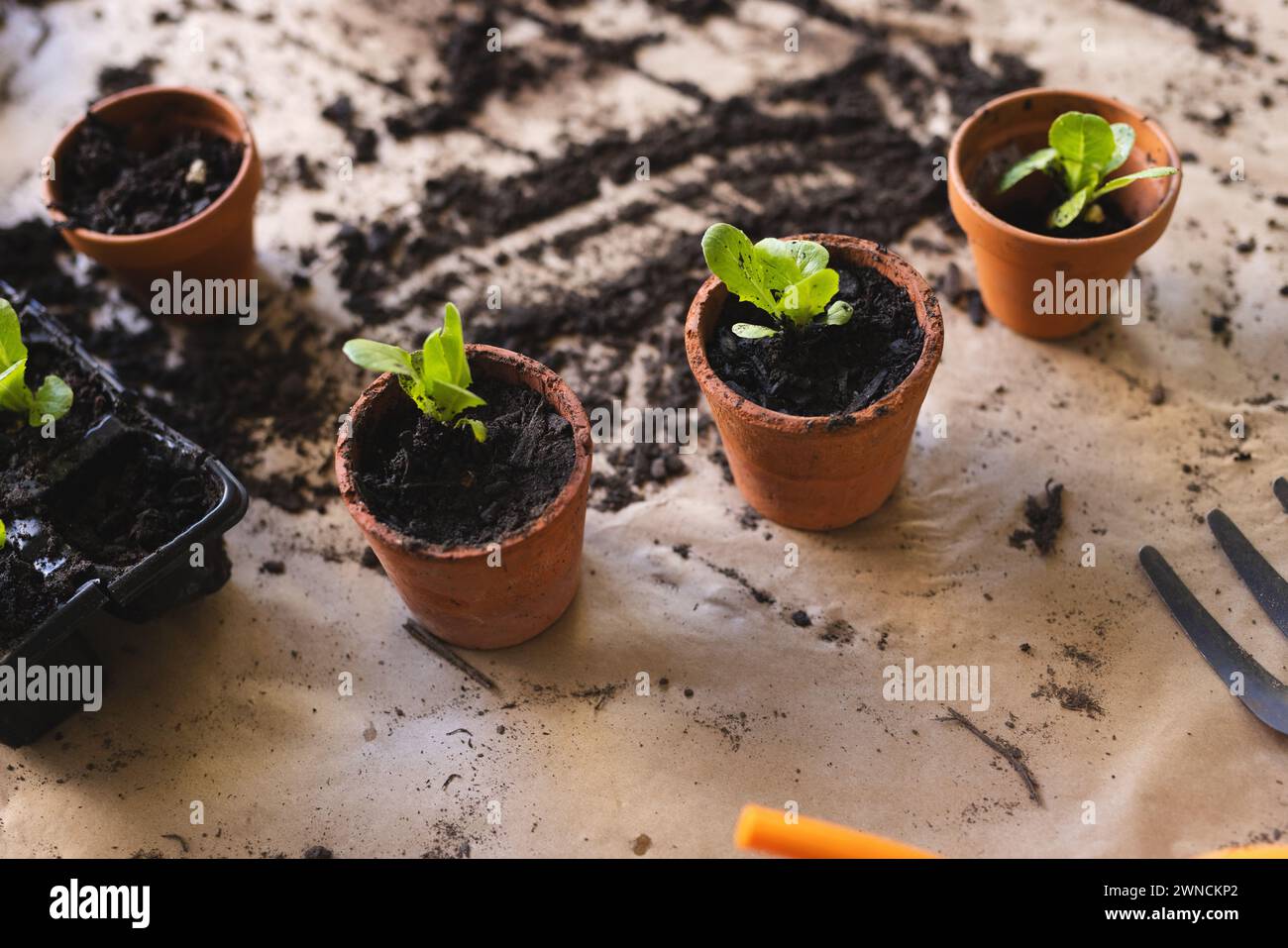 Tre vasi di terracotta con piante giovani si trovano su una superficie disordinata con terreno sparso intorno Foto Stock
