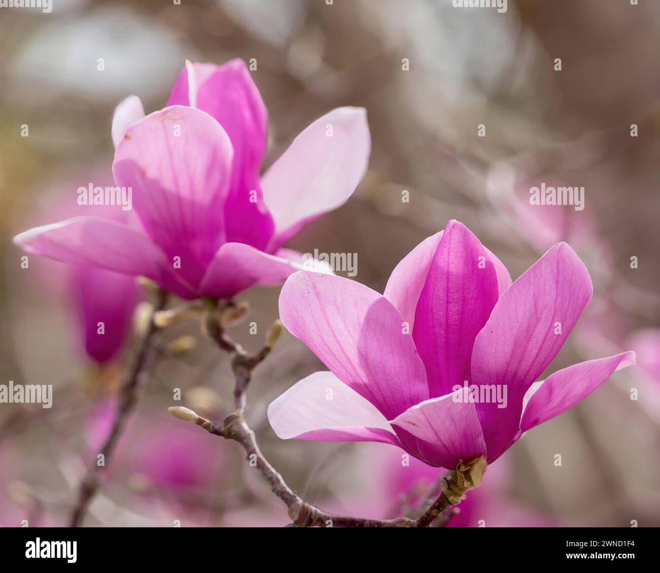 I fiori di Magnolia piattino fioriscono all'inizio di marzo. Contea di Santa Clara, California. Foto Stock