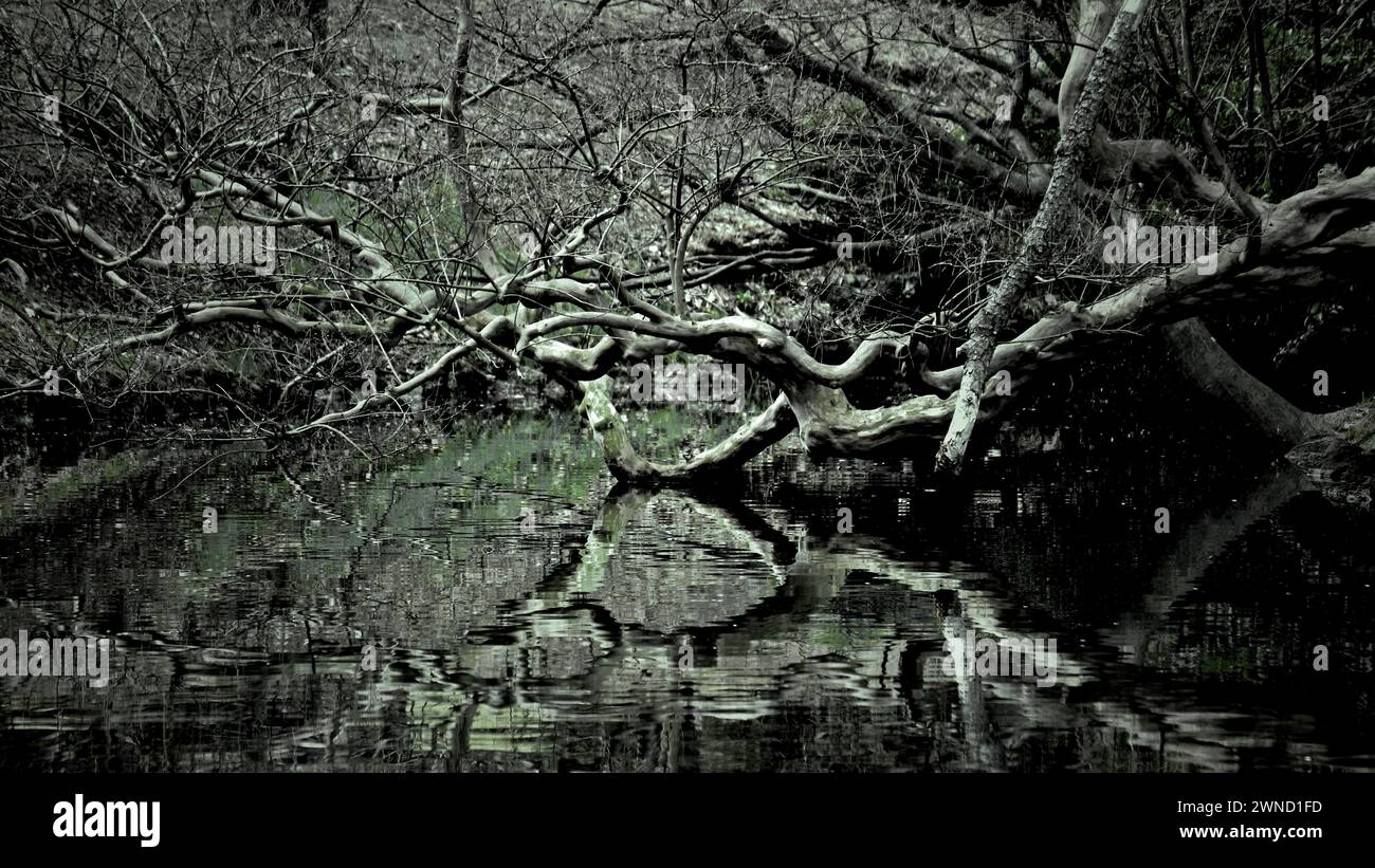 Un albero che cade in una foresta misteriosa ma vive ancora come se stesse strisciando sopra uno stagno Foto Stock