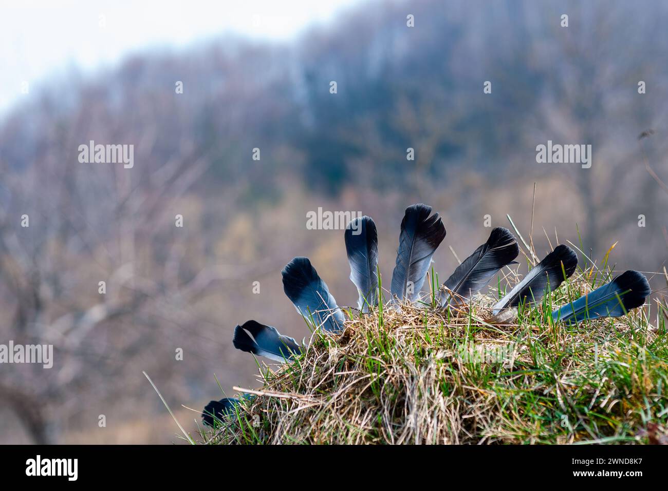 piume di uccelli appollaiate sull'erba Foto Stock