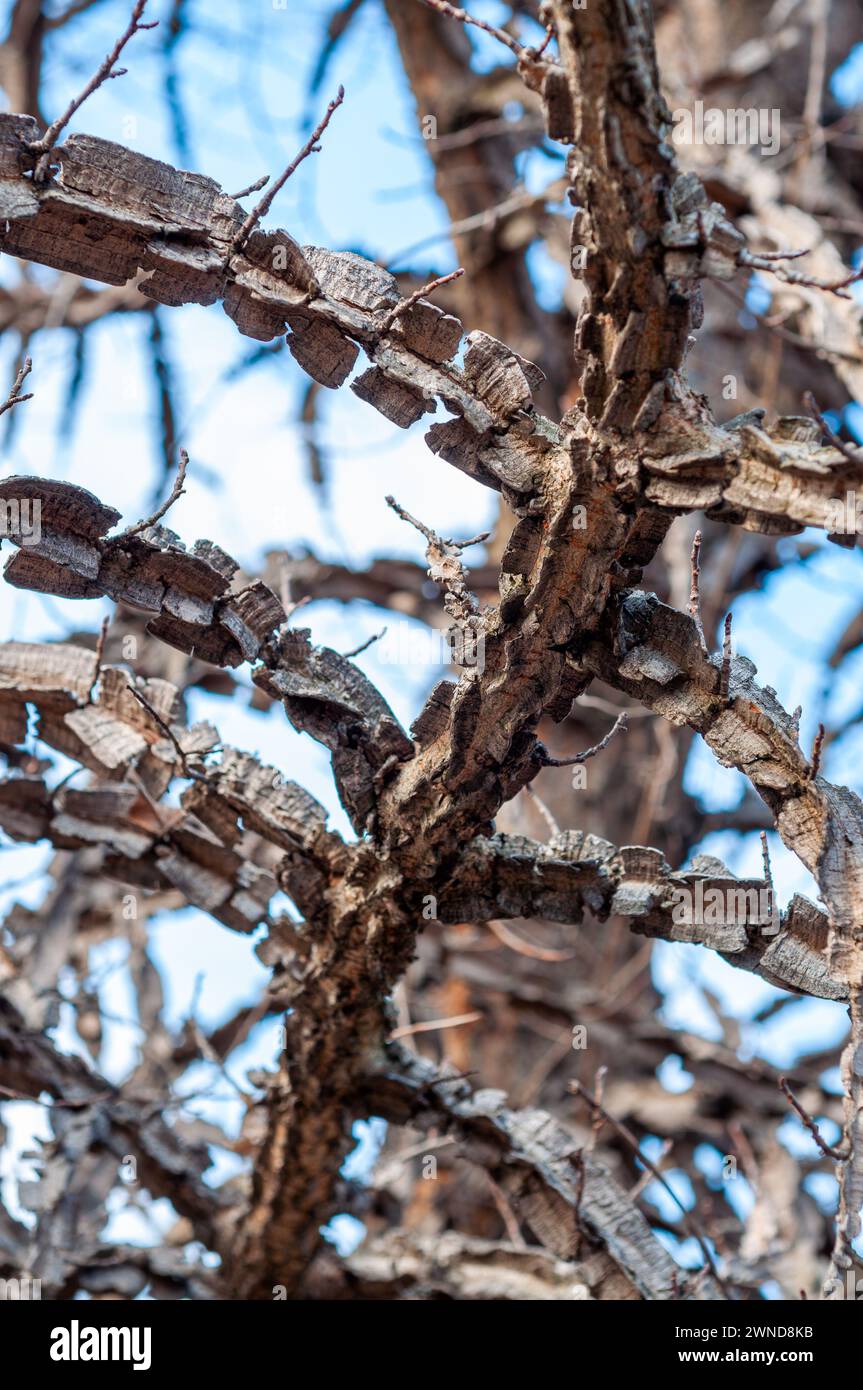 Primo piano di un vecchio ramo di un albero Foto Stock