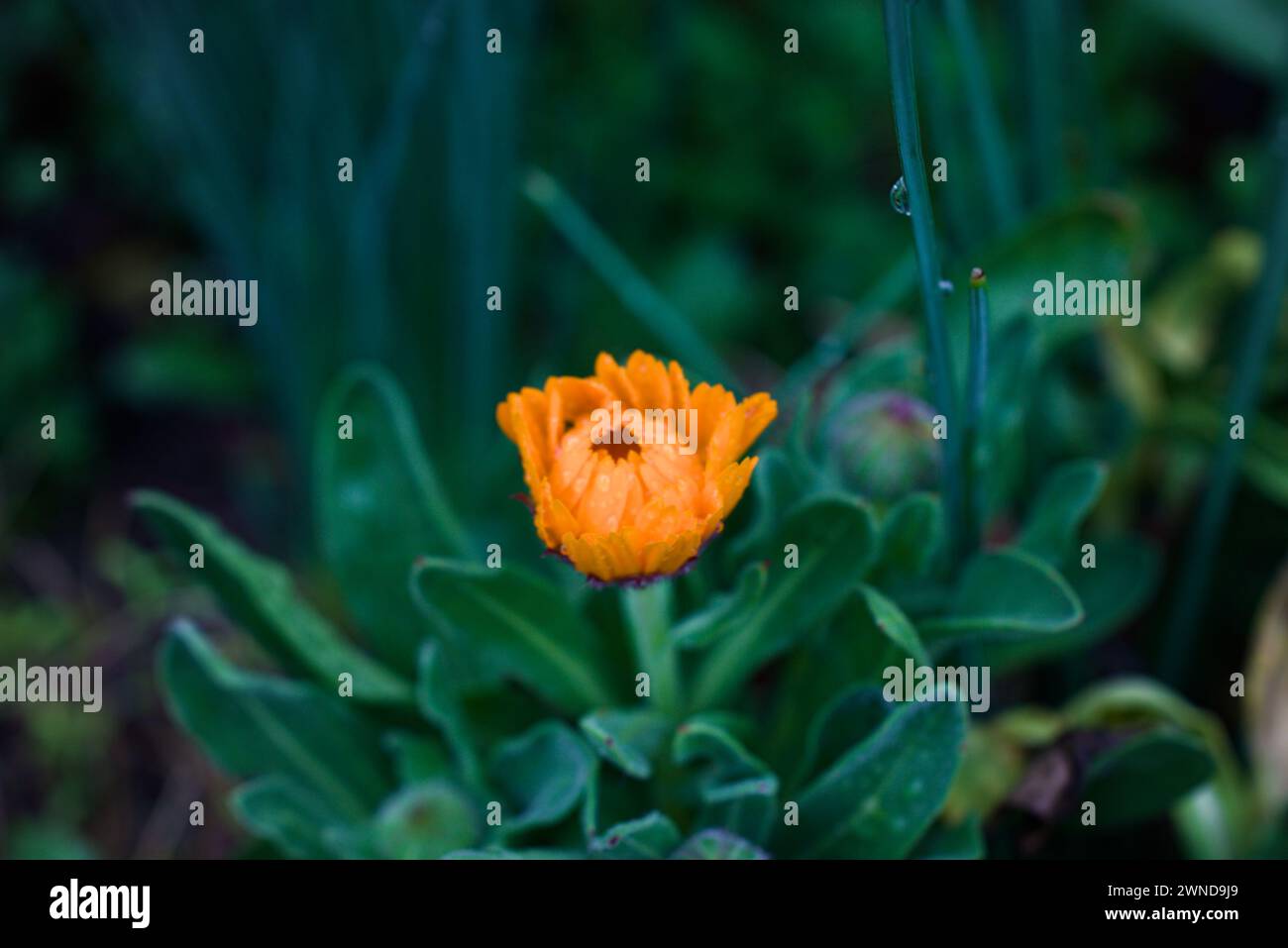 Gerbera jamesonii è una specie di fioritura delle piante in genere Gerbera Foto Stock