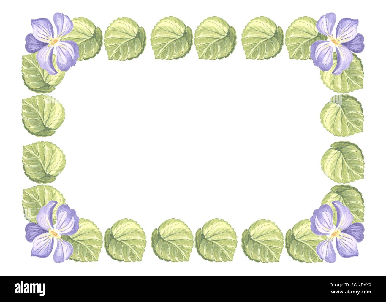 Cornice orizzontale da viola selvatico con foglie verdi. Illustrazione isolata ad acquerello disegnata a mano del modello del fiore di pansia a molla con copia sp Foto Stock