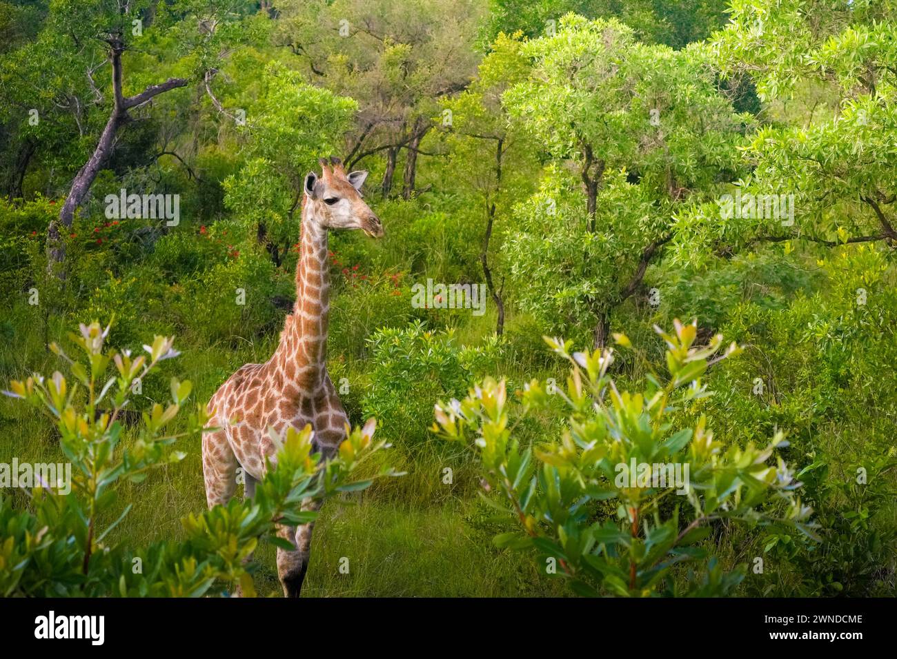 Una giraffa solitaria sorge graziosamente con il suo lungo collo che torreggia sopra la lussureggiante vegetazione del Parco Nazionale di Kruger. Circondato da una varietà di alberi e shr Foto Stock