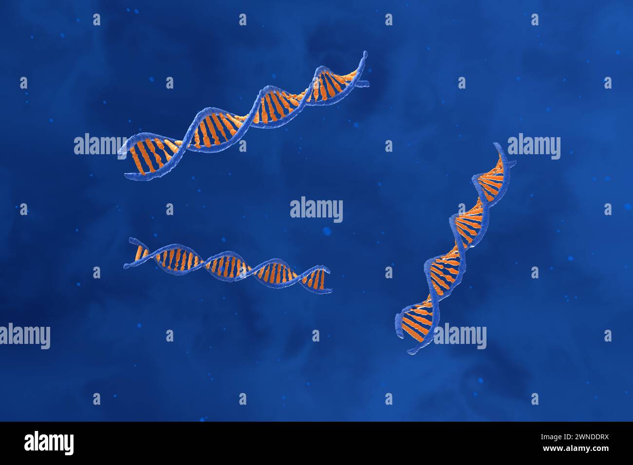 Molecola di DNA con spirale a doppio polinucleotide - Vista dall'alto, illustrazione 3d. Foto Stock