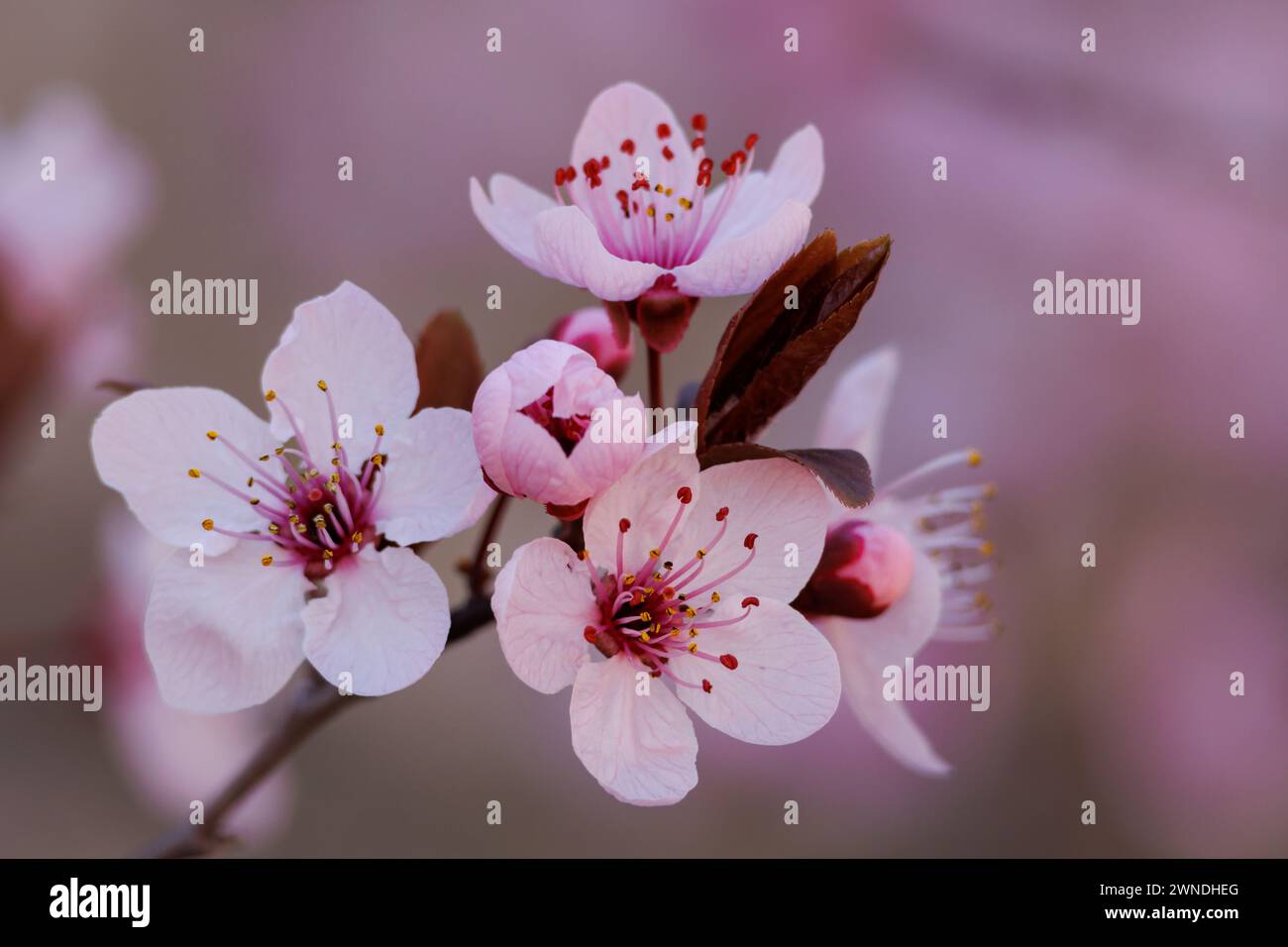 Fiori di prugna Mirobolan, Prunus cerasifera, che germogliano in inverno nel parco naturale Fuente Roja ad Alcoy, Spagna Foto Stock
