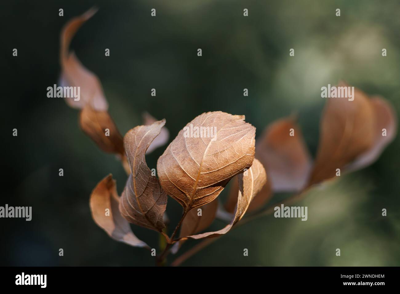 Foglie di cenere fiorite, fraxinus ornus, inverno nel parco naturale Fuente Roja di Alcoy Foto Stock