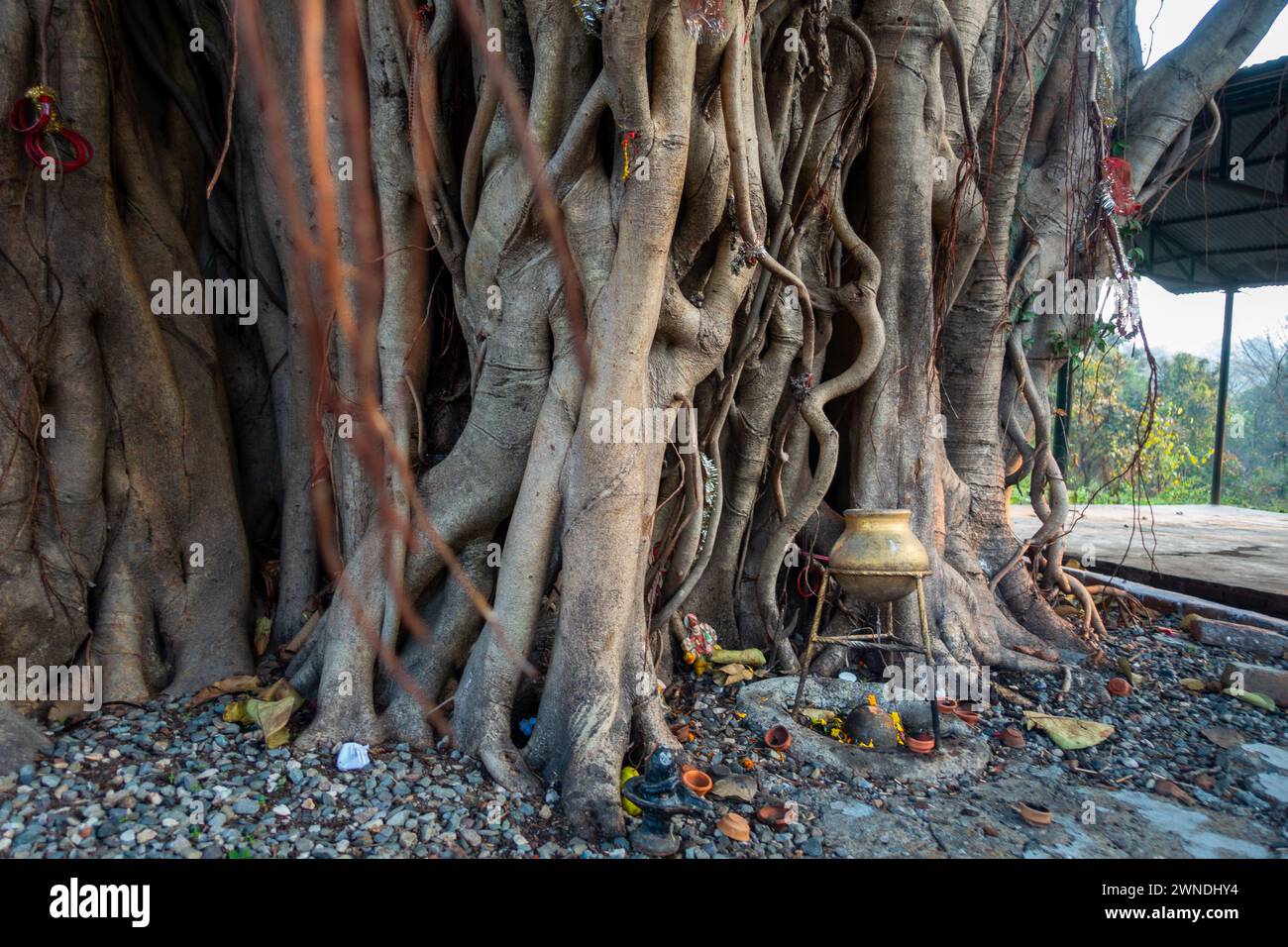 Sacro Peepal Tree: Luogo di culto per gli indù a Uttarakhand, India. Radici simboliche e rami di significato spirituale Foto Stock