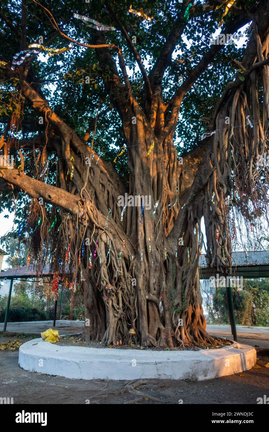 Sacro Peepal Tree: Luogo di culto per gli indù a Uttarakhand, India. Radici simboliche e rami di significato spirituale Foto Stock